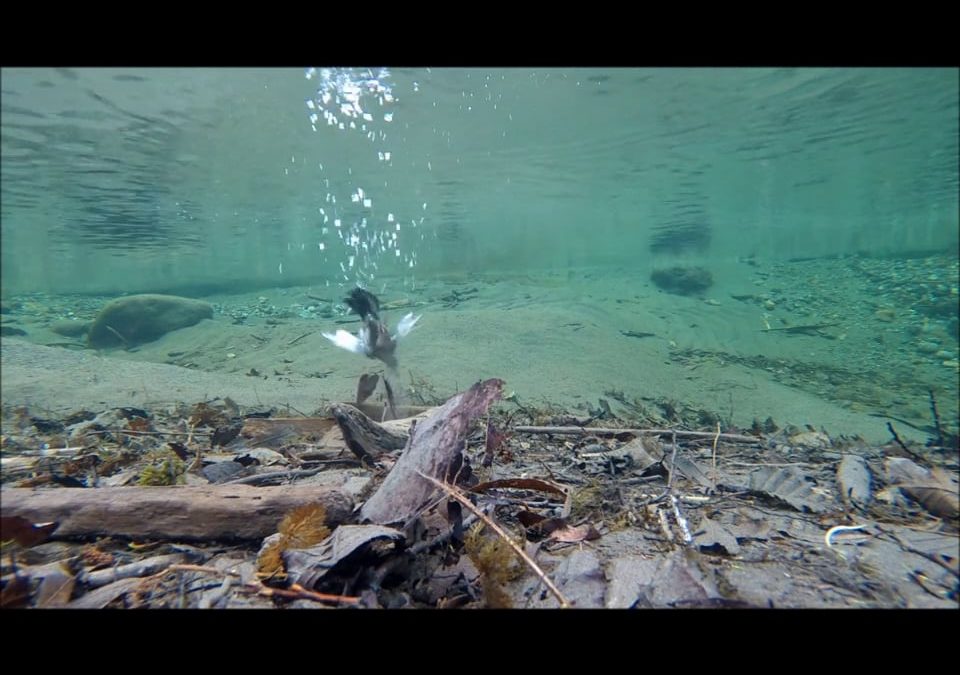 Dipper Diving at Normal Speed