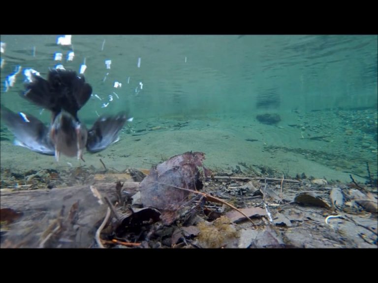 Dipper Dives at Half Speed