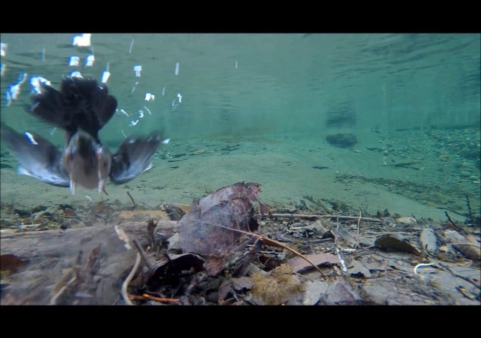 Dipper Dives at Half Speed