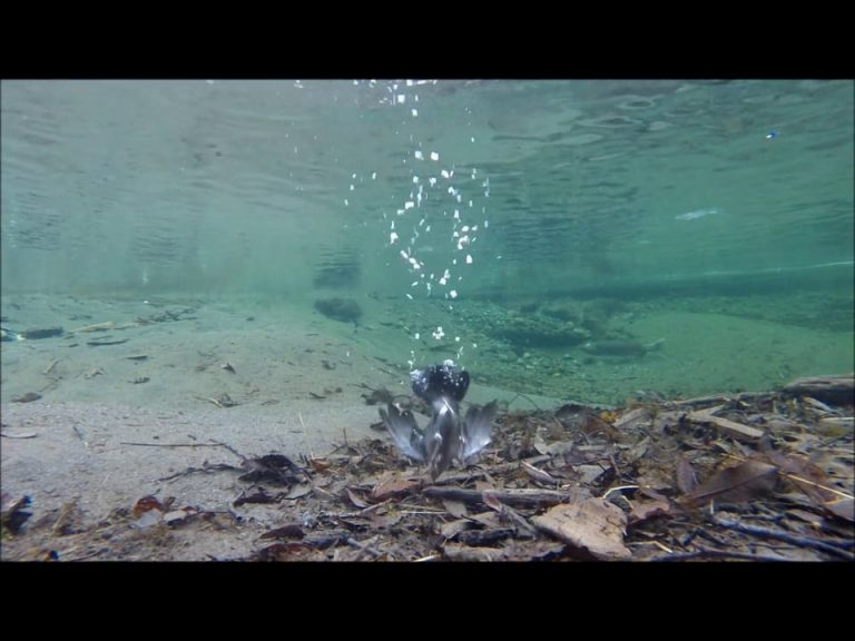 Several Dipper Dives at Half Speed