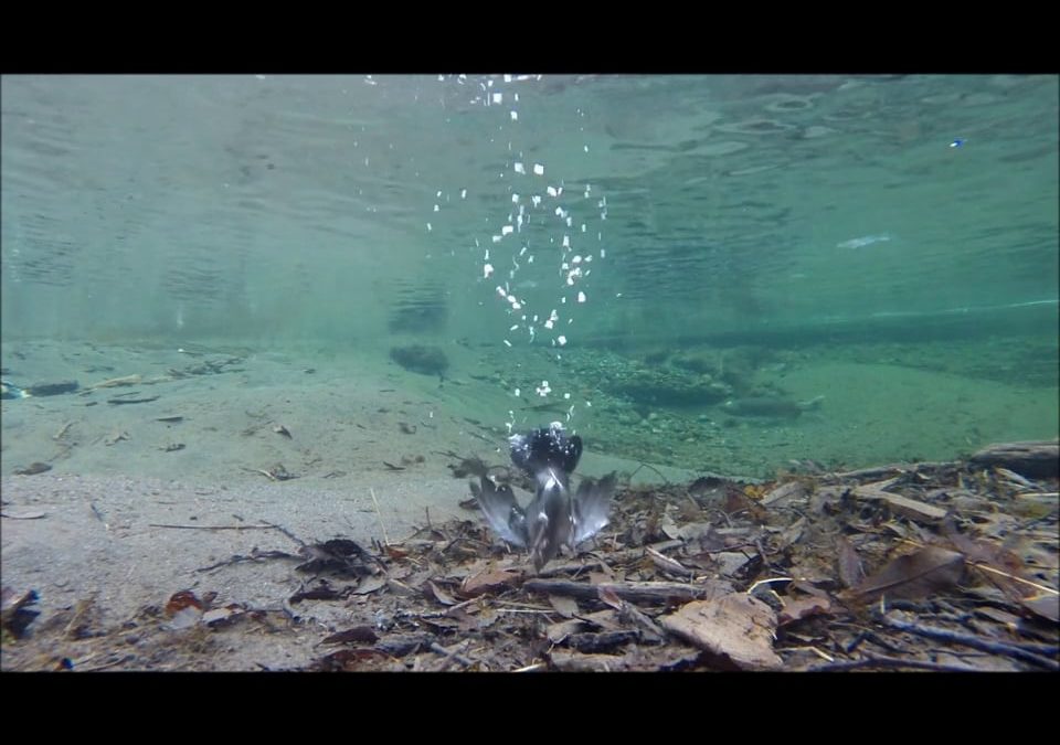 Several Dipper Dives at Half Speed