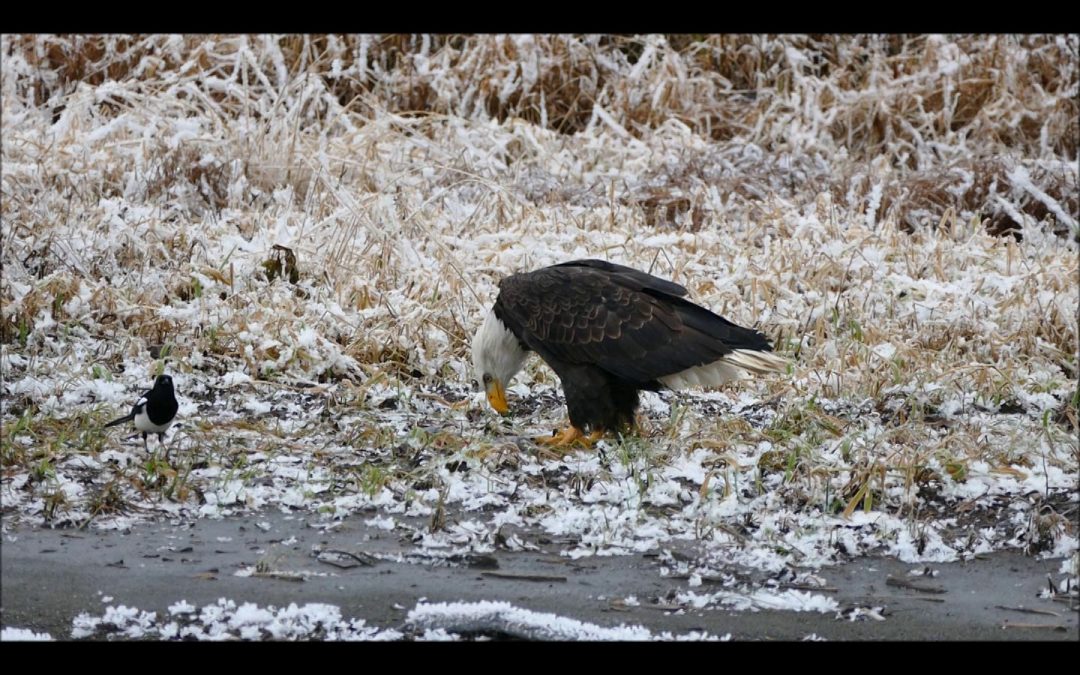 Bald Eagle shares food with its mate