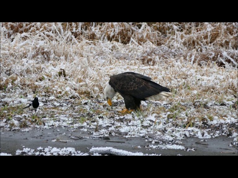 Bald Eagle shares food with its mate