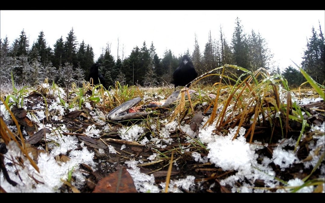 Raven feeds on coho salmon carcass