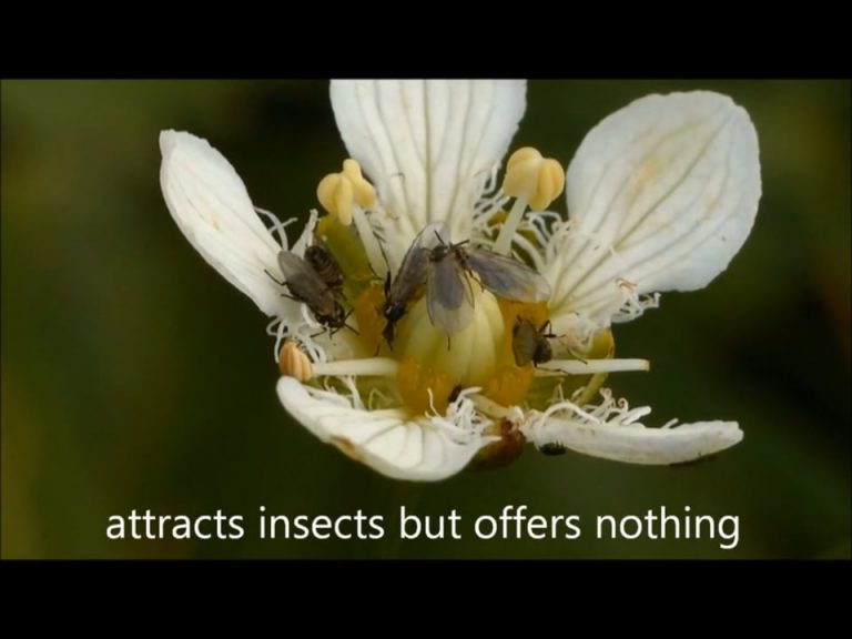 Insects on Fringed Grass-of-Parnassus