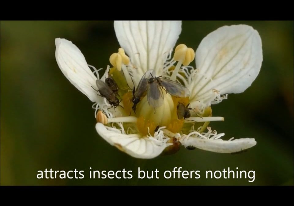 Insects on Fringed Grass-of-Parnassus