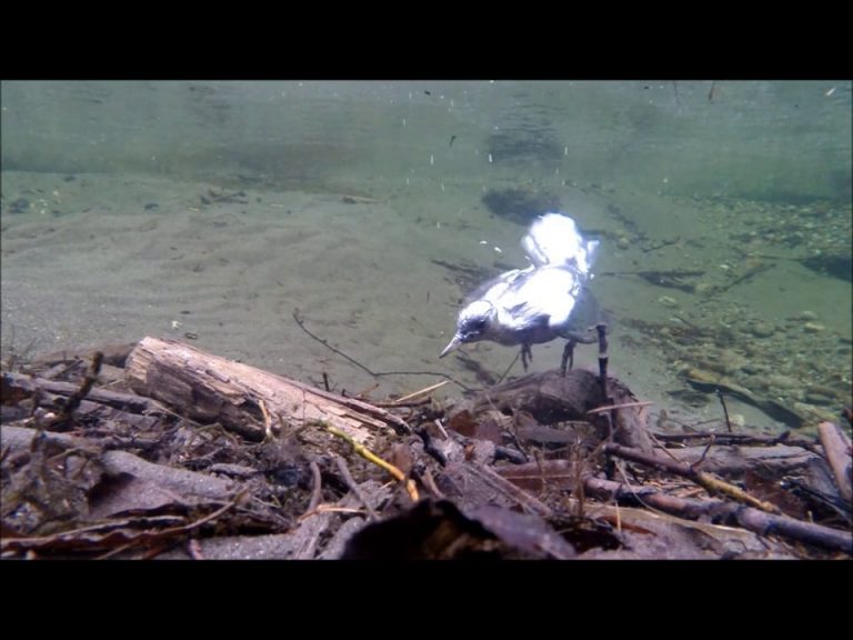 Dipper Diving at One-quarter Speed