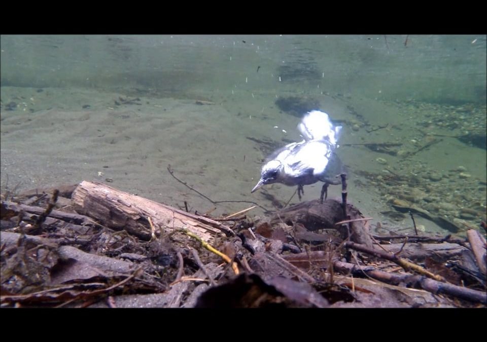 Dipper Diving at One-quarter Speed