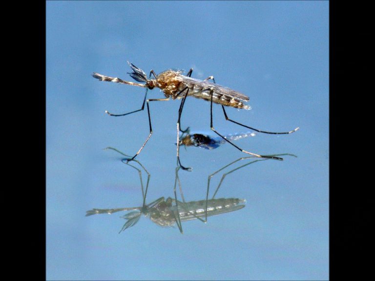 Mosquito Emerging