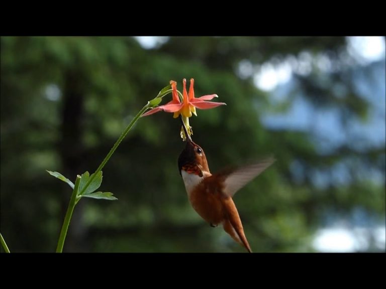 Rufous Hummingbird feeding on Western Columbine