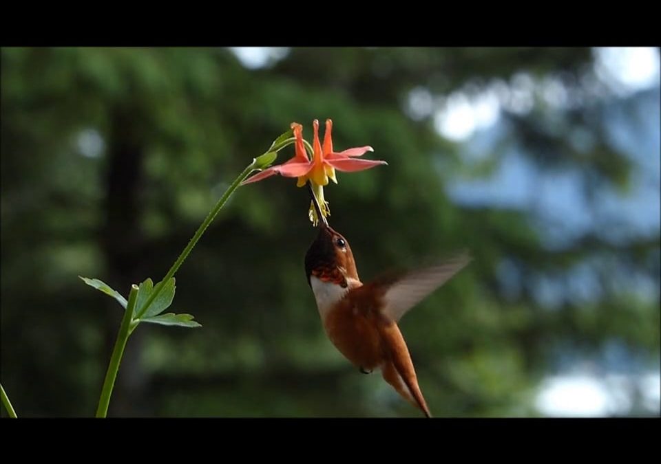 Rufous Hummingbird feeding on Western Columbine