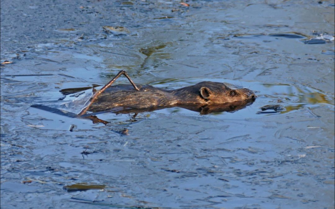 Beaver Entering Lodge Under the Ice