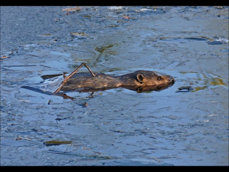 Beaver Entering Lodge Under the Ice