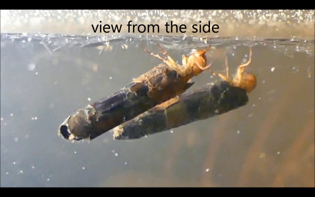 Caddisfly Crawling on the Underside of Ice
