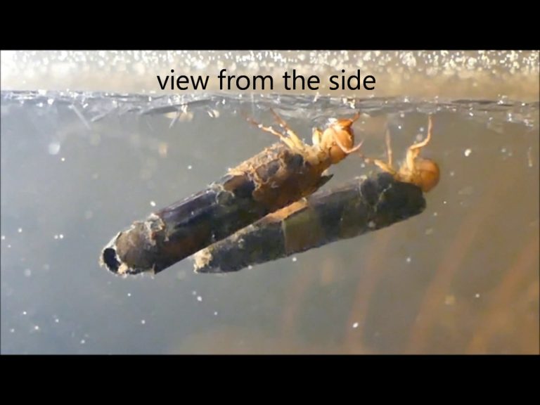 Caddisfly Crawling on the Underside of Ice