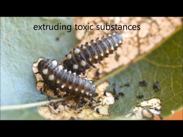 Cottonwood Leaf Beetles