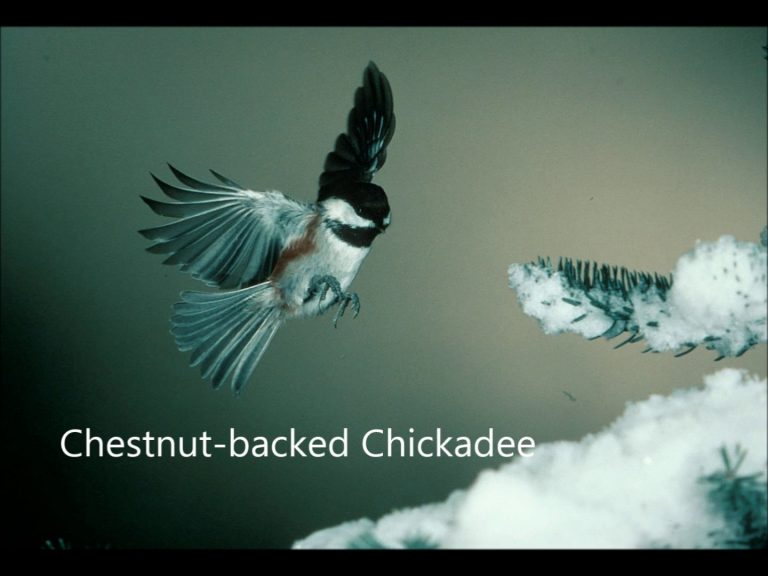 Chickadee Dee Dee