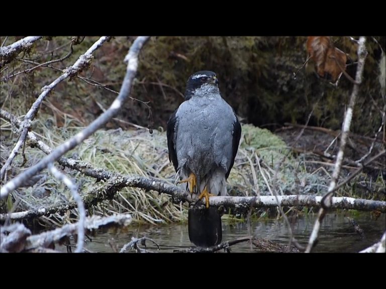 Northern Goshawk Bathing