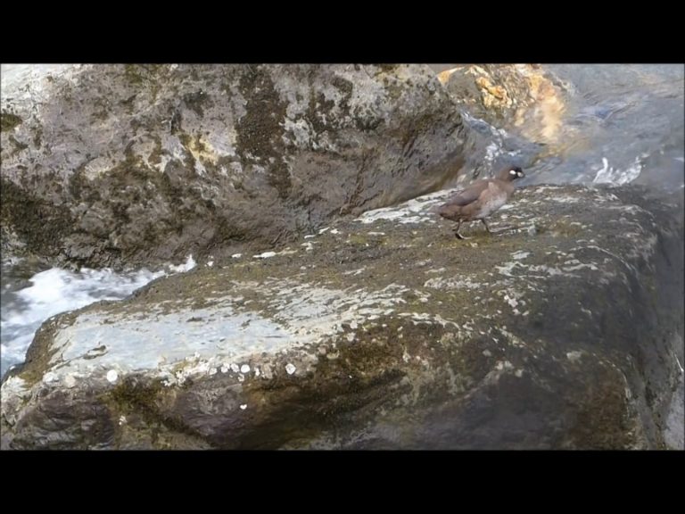 Harlequin Ducks Along Alaska’s Streams