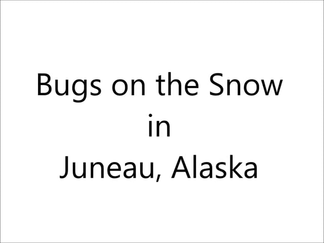 Bugs on the Snow