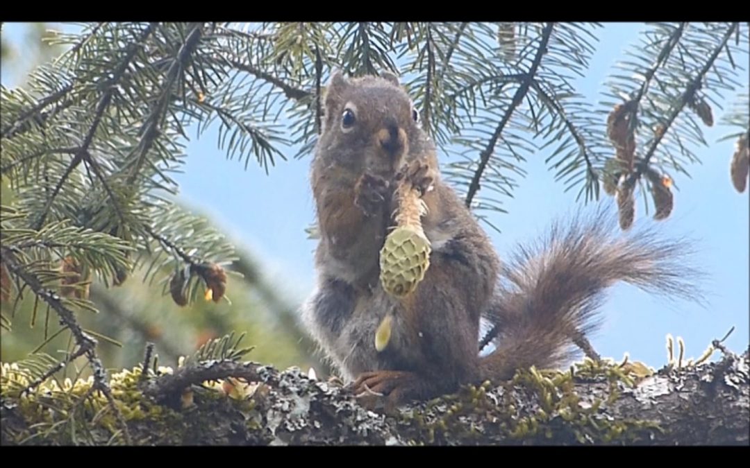 Red Squirrel eating spruce seeds at 4 times speed
