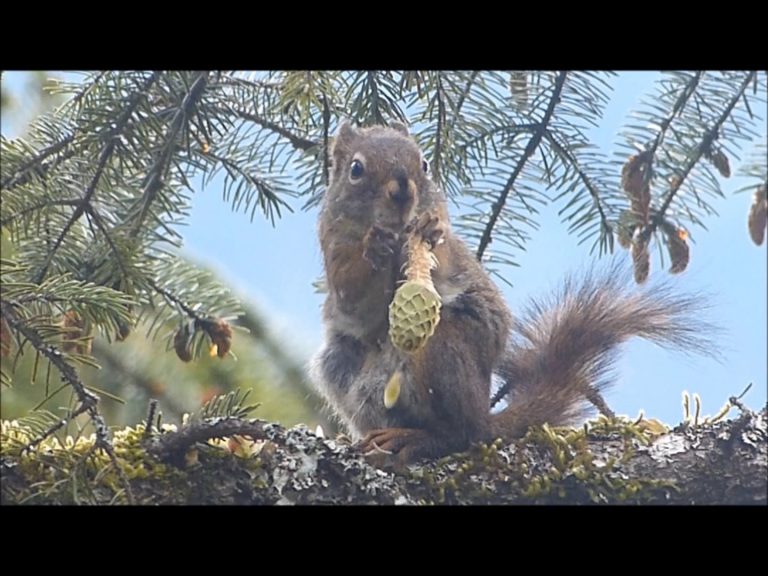 Red Squirrel eating spruce seeds at 4 times speed