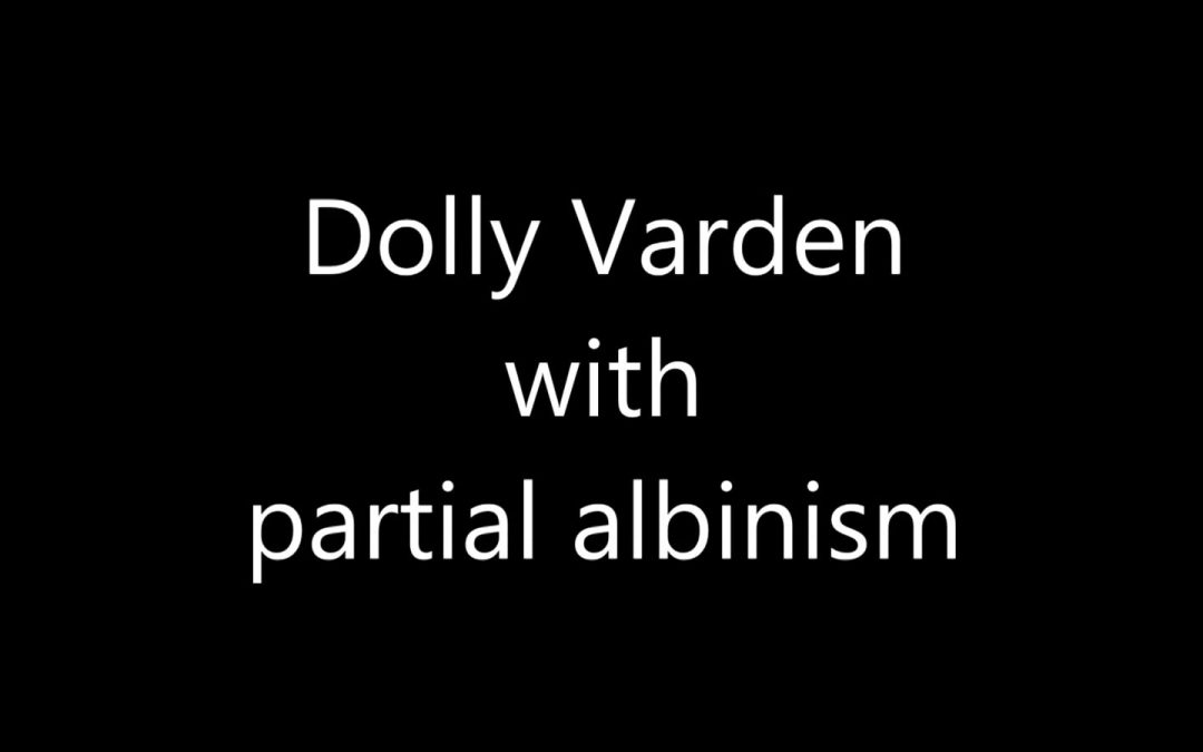 Dolly Varden with partial albinism