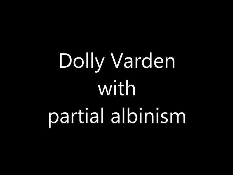 Dolly Varden with partial albinism