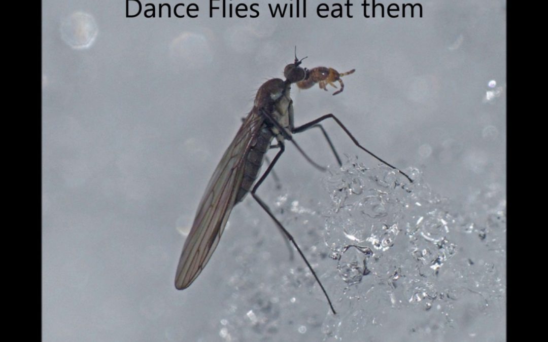 Springtails in Alaska