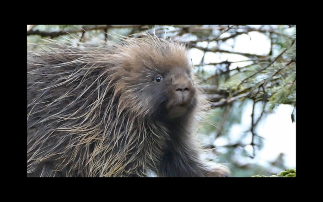 Porcupines Eat…………….