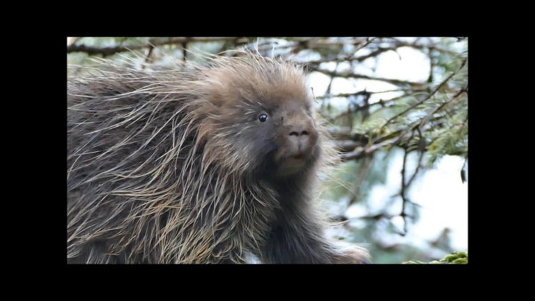 Porcupines Eat…………….