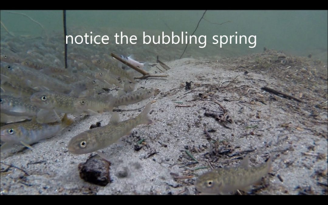 We Like Springs in Winter