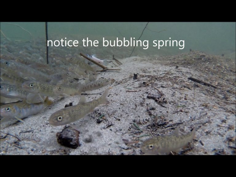 We Like Springs in Winter