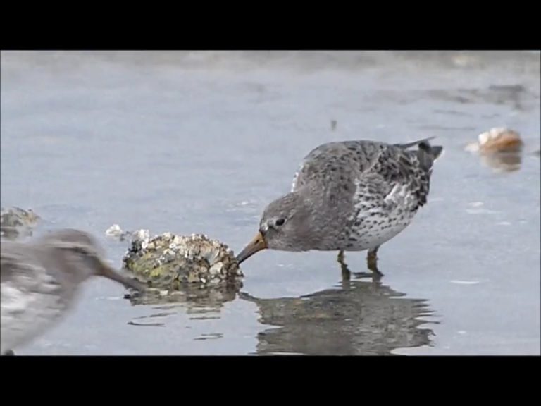 Birds at Eagle Beach in Winter