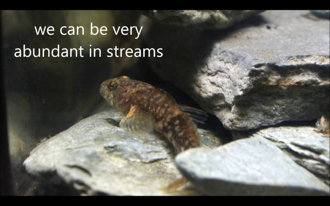 We Live Among the Rocks