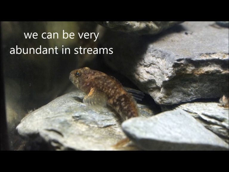 We Live Among the Rocks