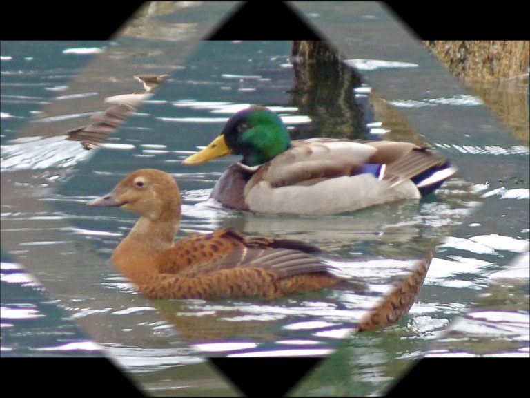 A King among Mallards