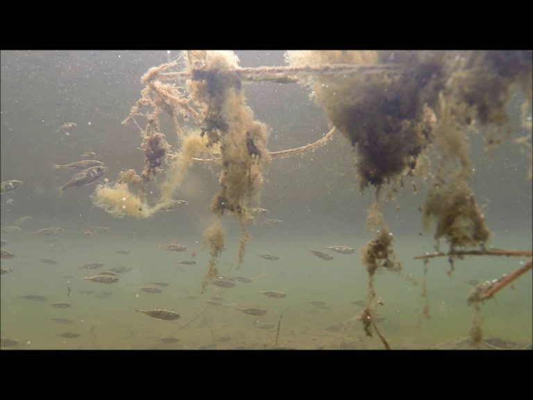 Threespine Stickleback