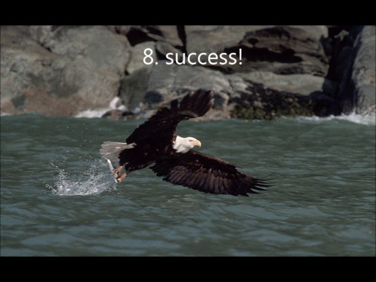 How a Bald Eagle gets Fish