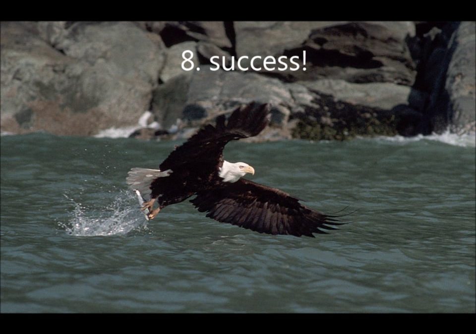 How a Bald Eagle gets Fish