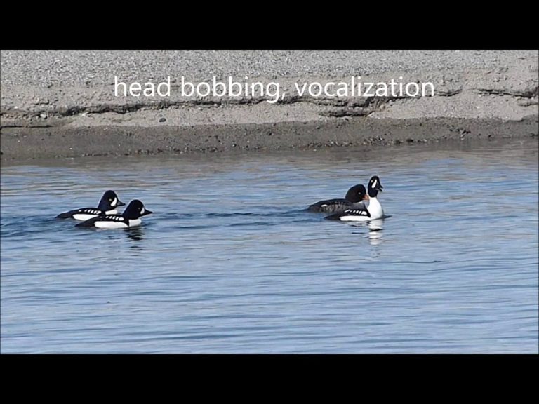 Barrow’s Goldeneyes courting and mating