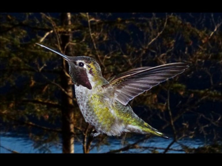 Anna’s Hummingbird in Juneau