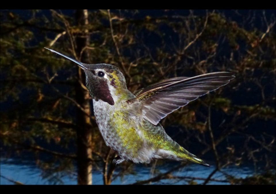 Anna’s Hummingbird in Juneau