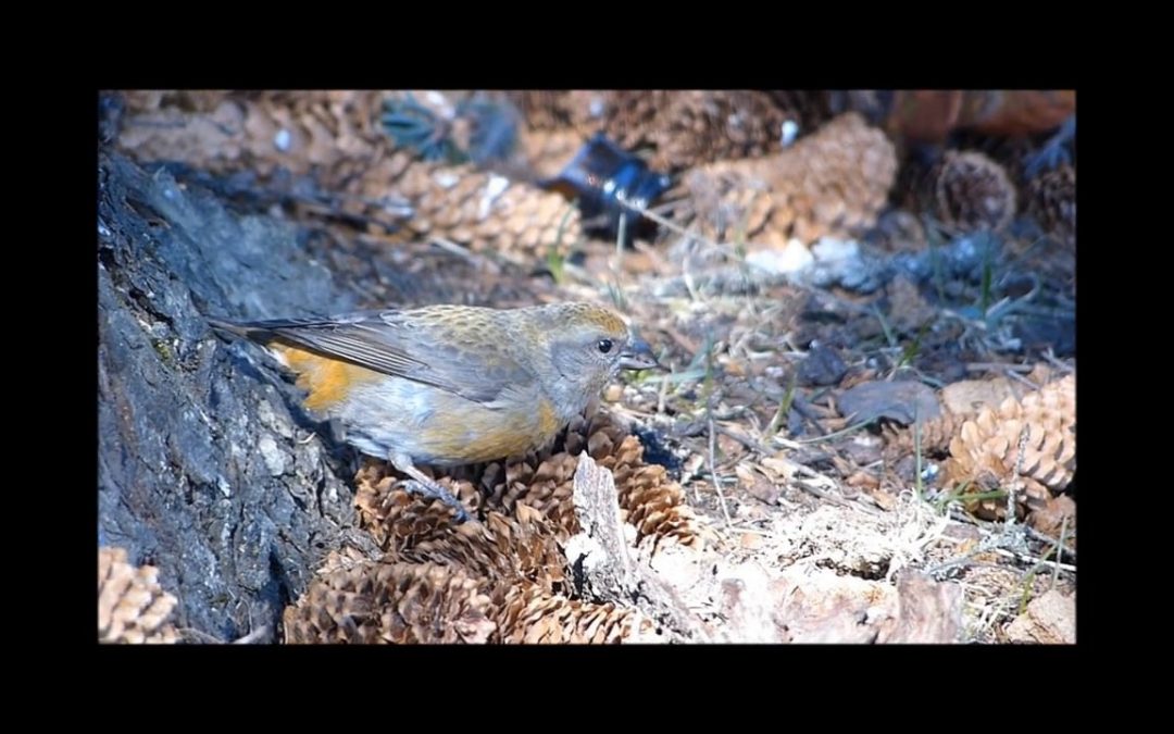 Red Crossbills Feeding