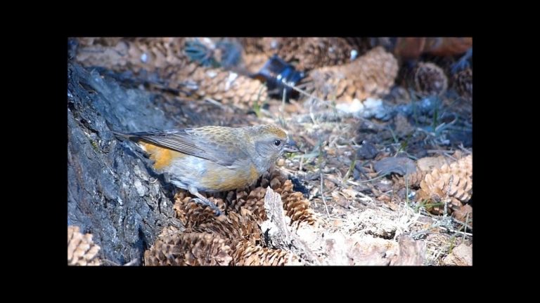 Red Crossbills Feeding