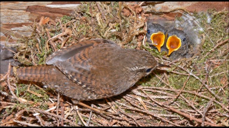 The Male Builds the Nest – Pacific Wren