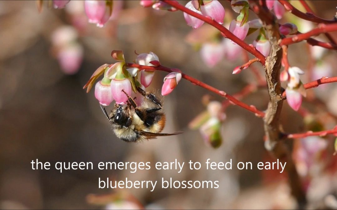 Queen Bumblebees in Alaska