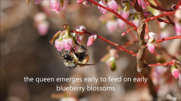 Queen Bumblebees in Alaska