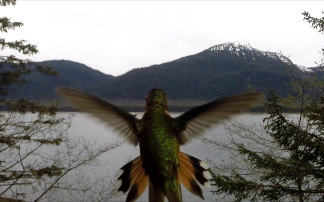 The Aggressive Rufous Hummingbird