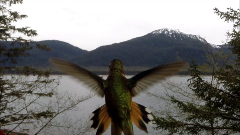 The Aggressive Rufous Hummingbird